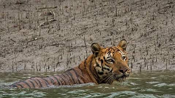 Sundarban Hilsa Festival Package