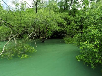 Sundarban Day Tour