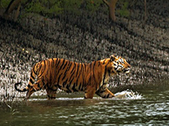 SUNDARBAN TIGER TRAIL TOUR