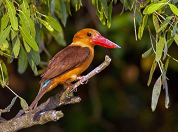 Sundarban 1N 2D Tour Package