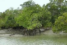 Sundarbans 2 nights tour