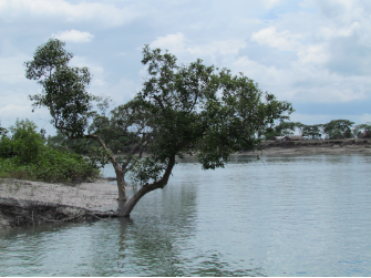 Sundarbans