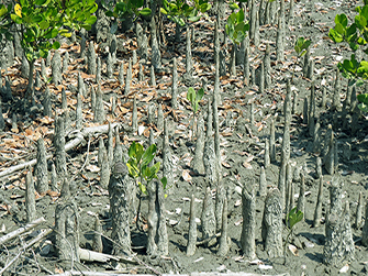 Sunderbans Flora and Fauna